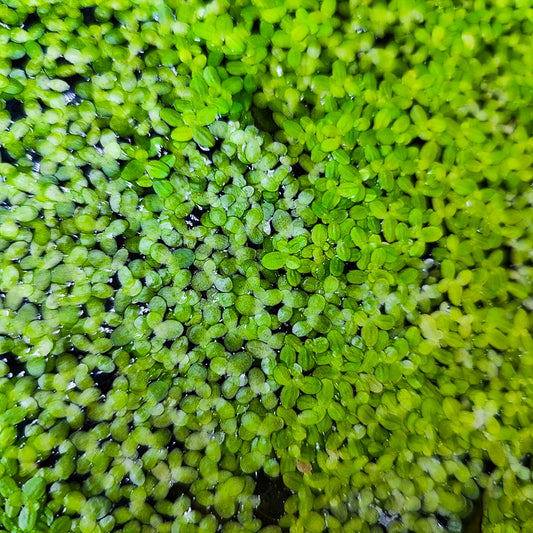 Lemna Minor "Lenteja de Agua"