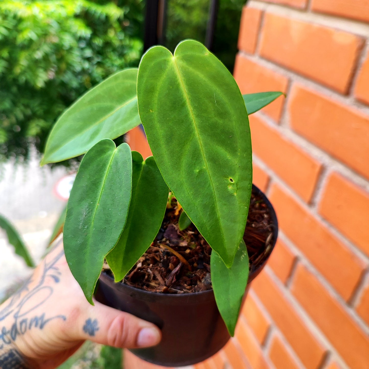 Anturio Marmoratum (ala de angel)