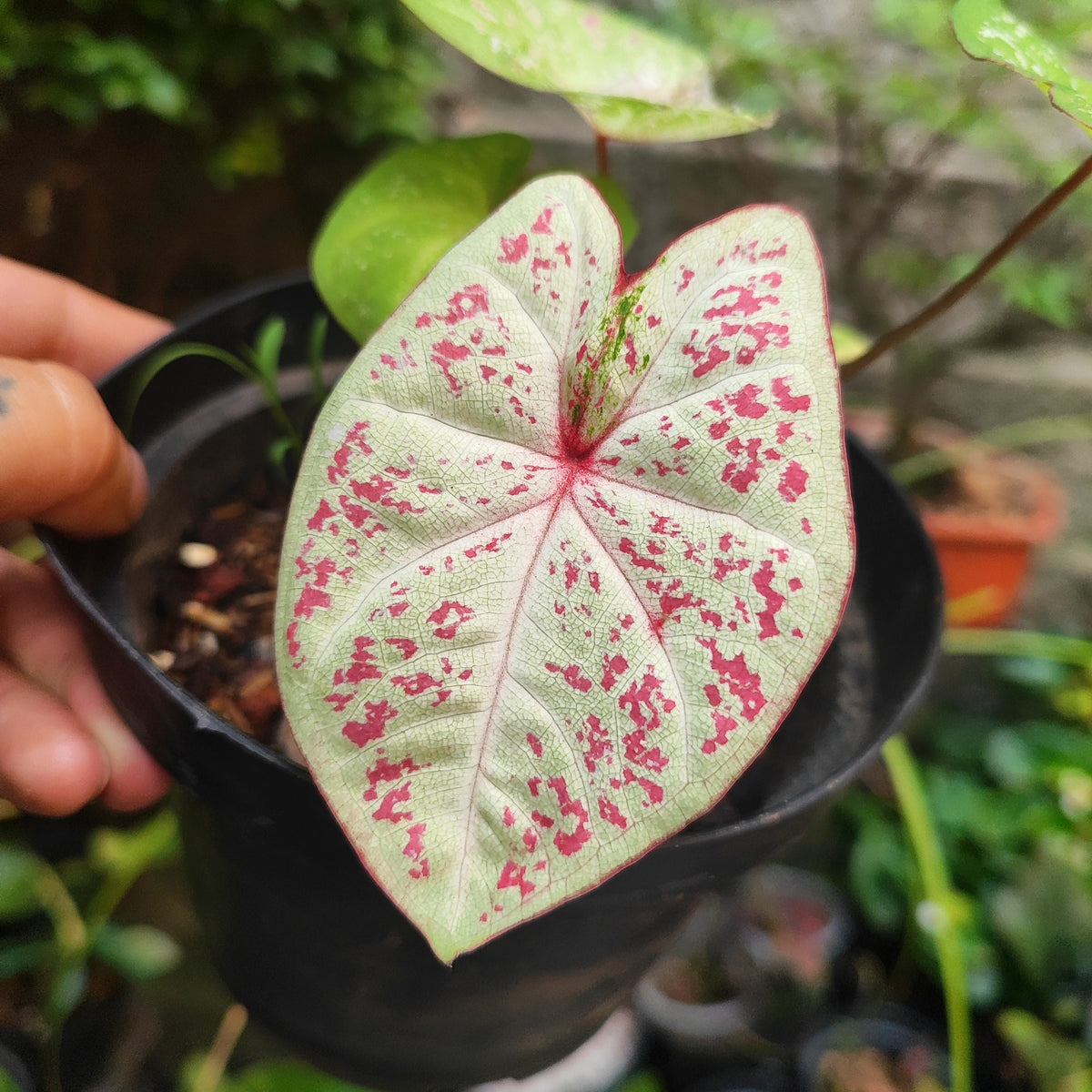 Caladium Milano