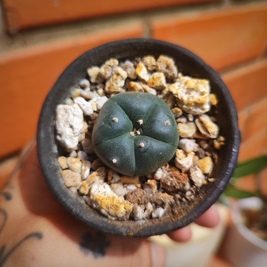 Lophophora Williamsii #26 en matera pequeña de barro