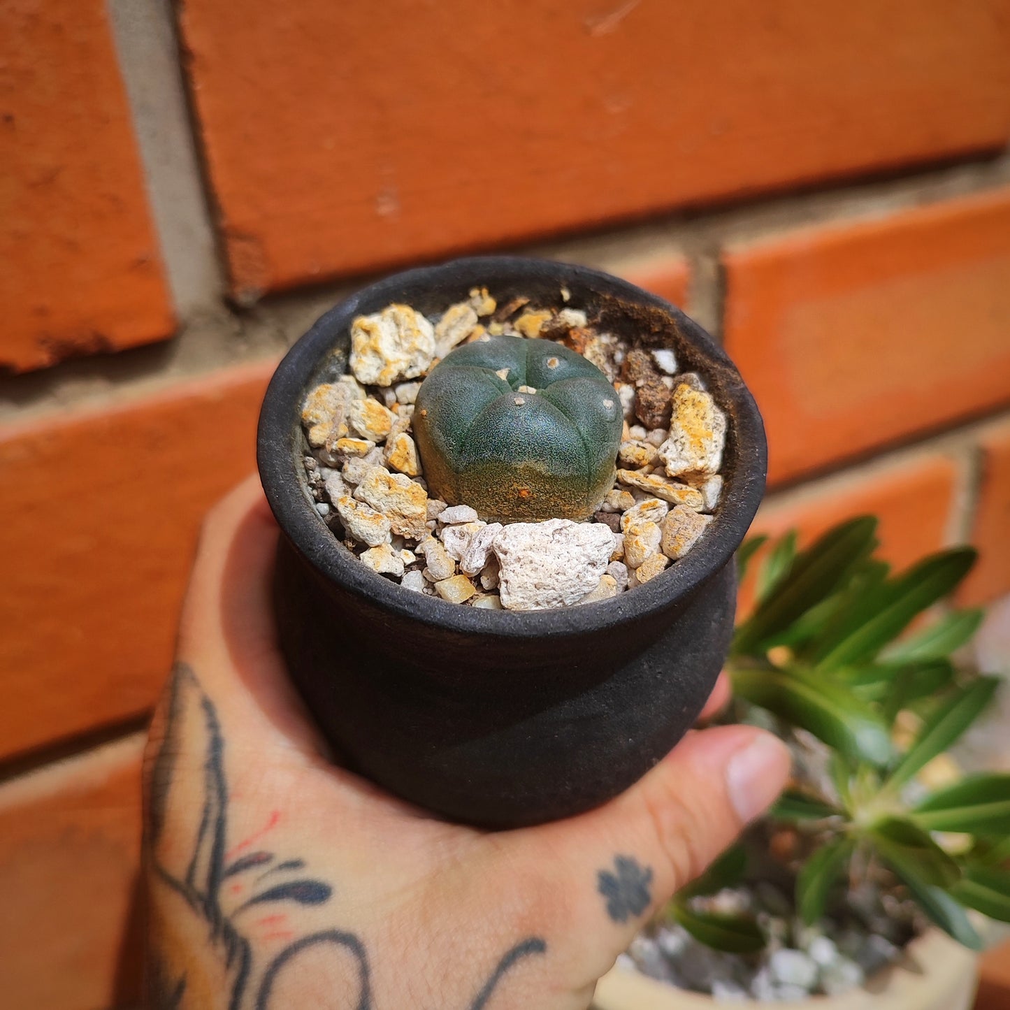 Lophophora Williamsii #26 en matera pequeña de barro