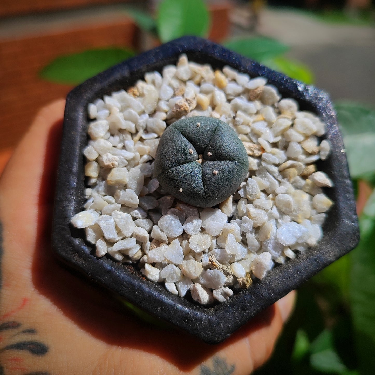 Lophophora Williamsii #27 en matera pequeña de barro