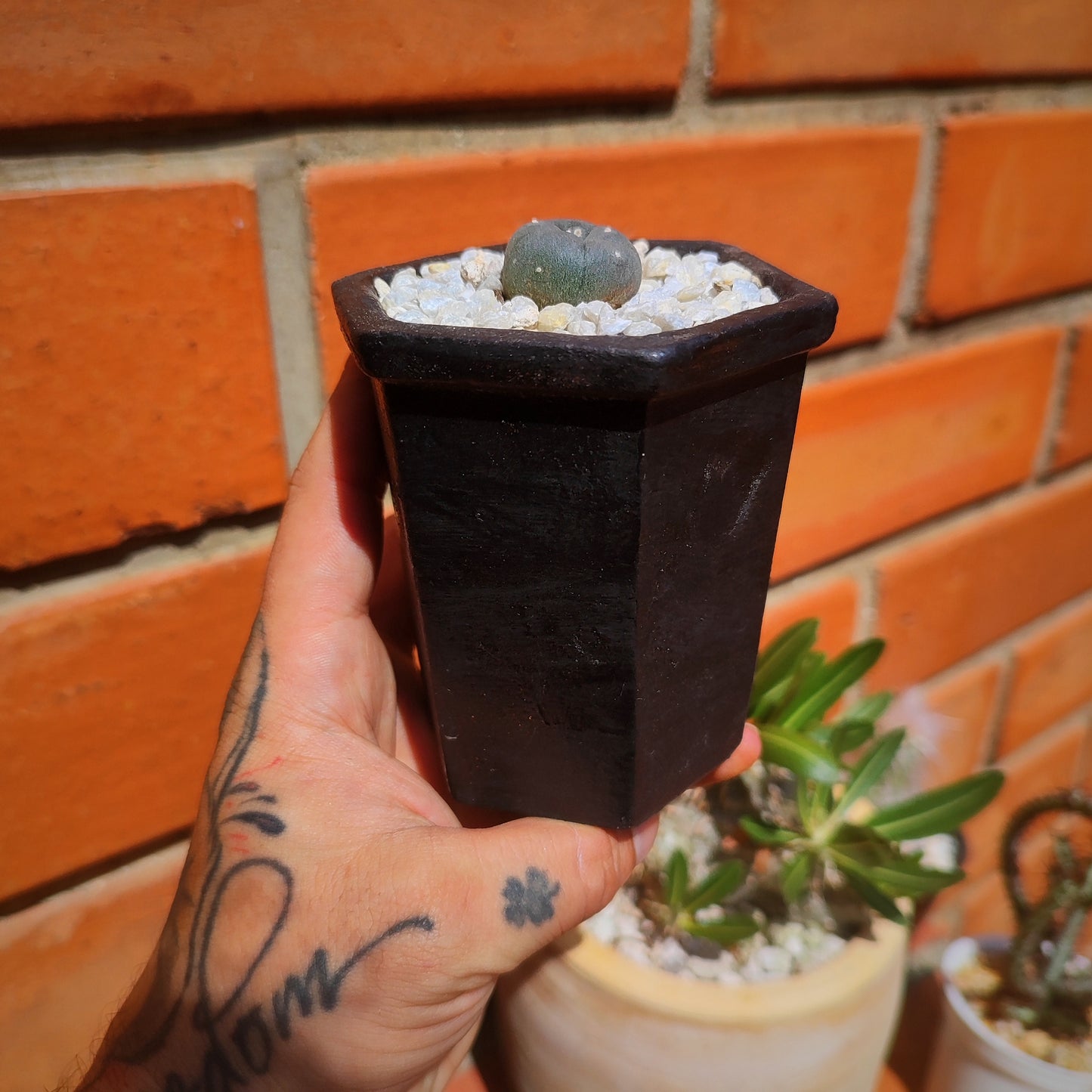 Lophophora Williamsii #27 en matera pequeña de barro