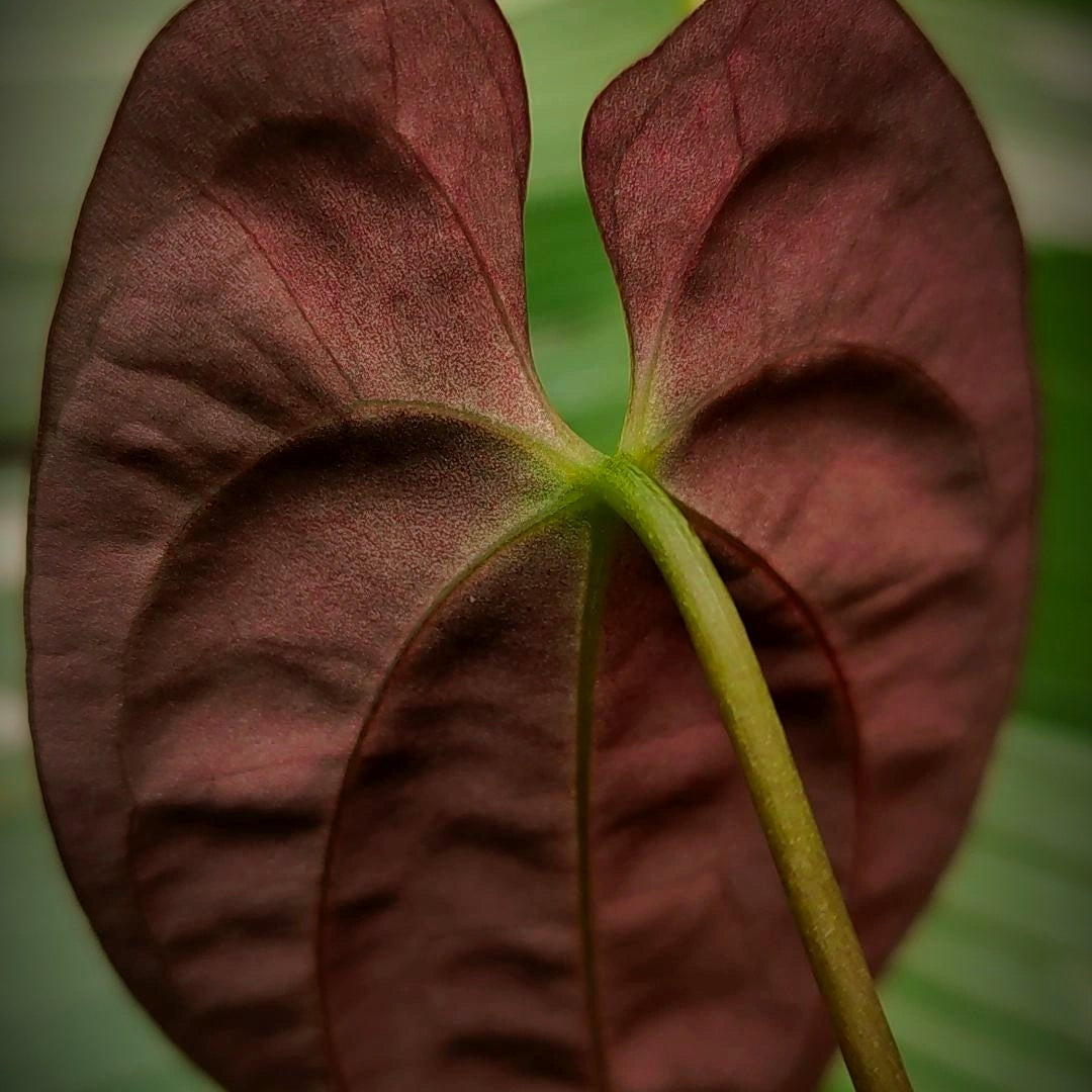 Anturio Papillilaminum