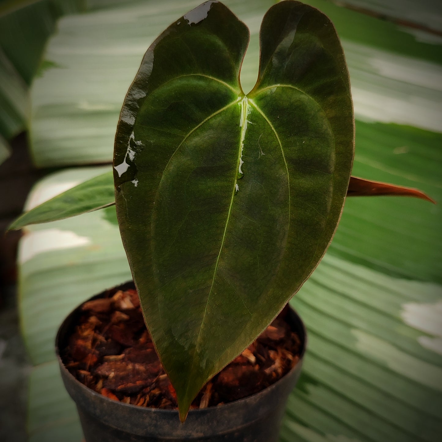 Anturio Papillilaminum