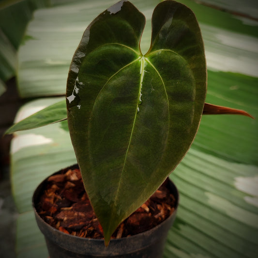 Anturio Papillilaminum