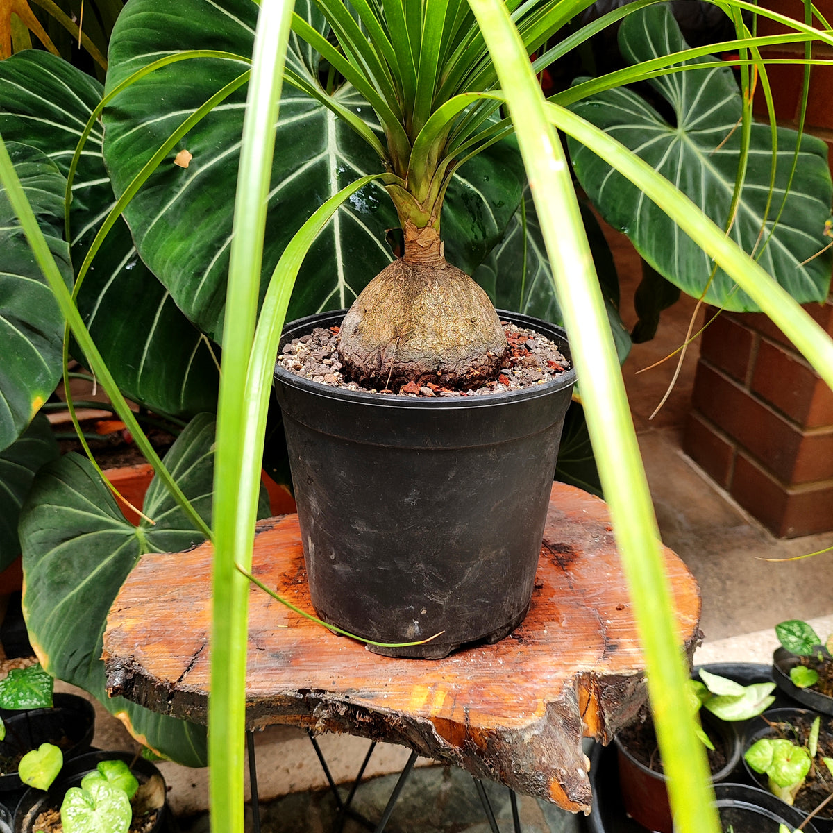 Palmera Pony