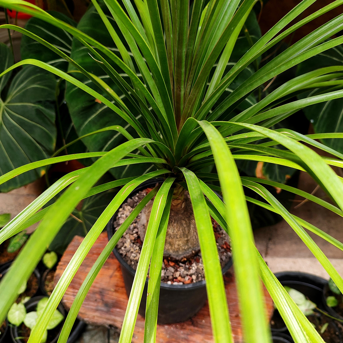 Palmera Pony