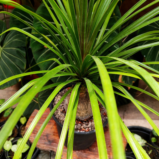 Palmera Pony