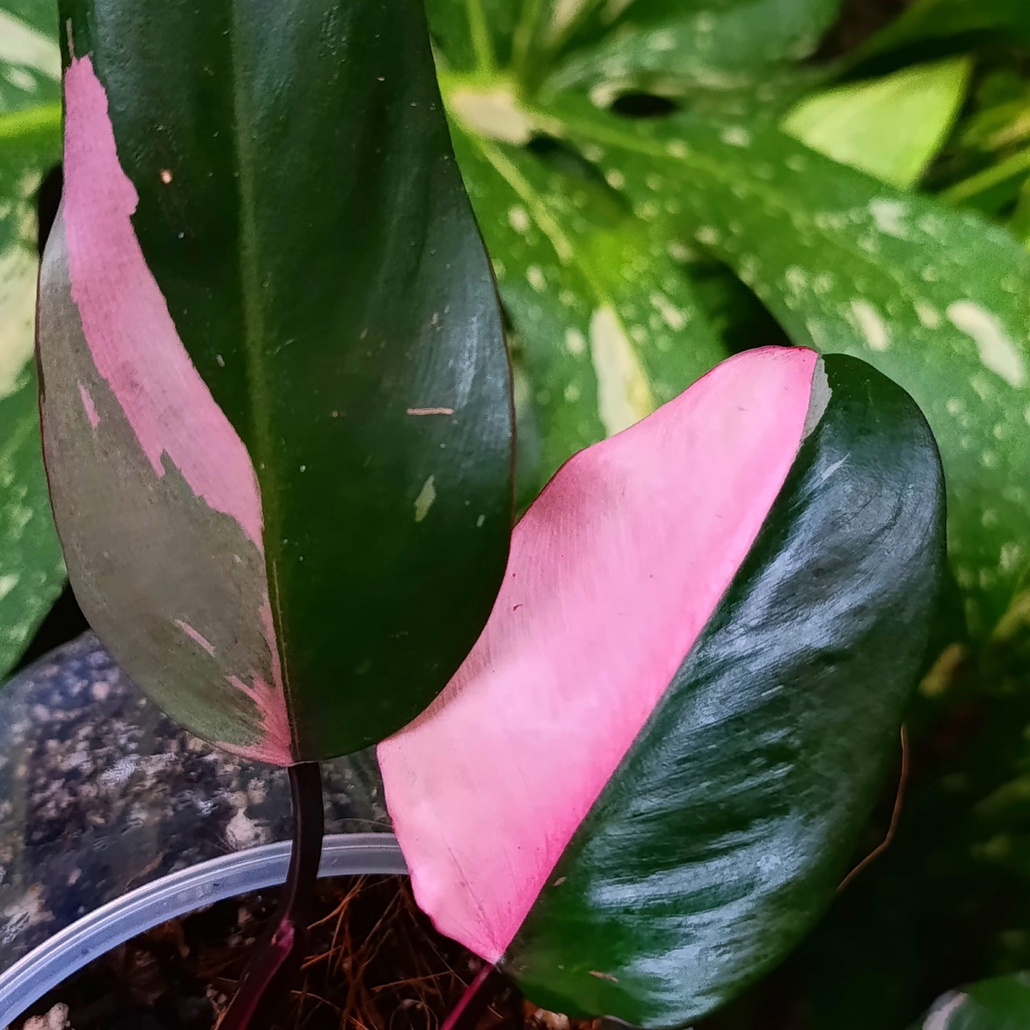 Philodendron Pink Princess