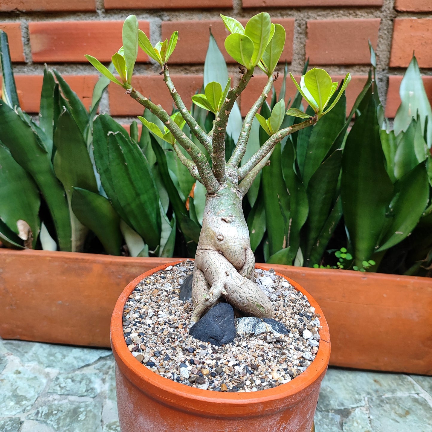 Rosa del Desierto (Adenium obesum) bonsái #1 en matera de barro