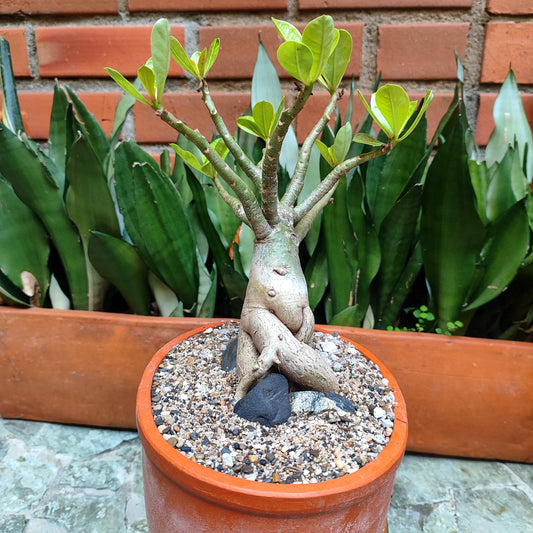 Rosa del Desierto (Adenium obesum) bonsái #1 en matera de barro