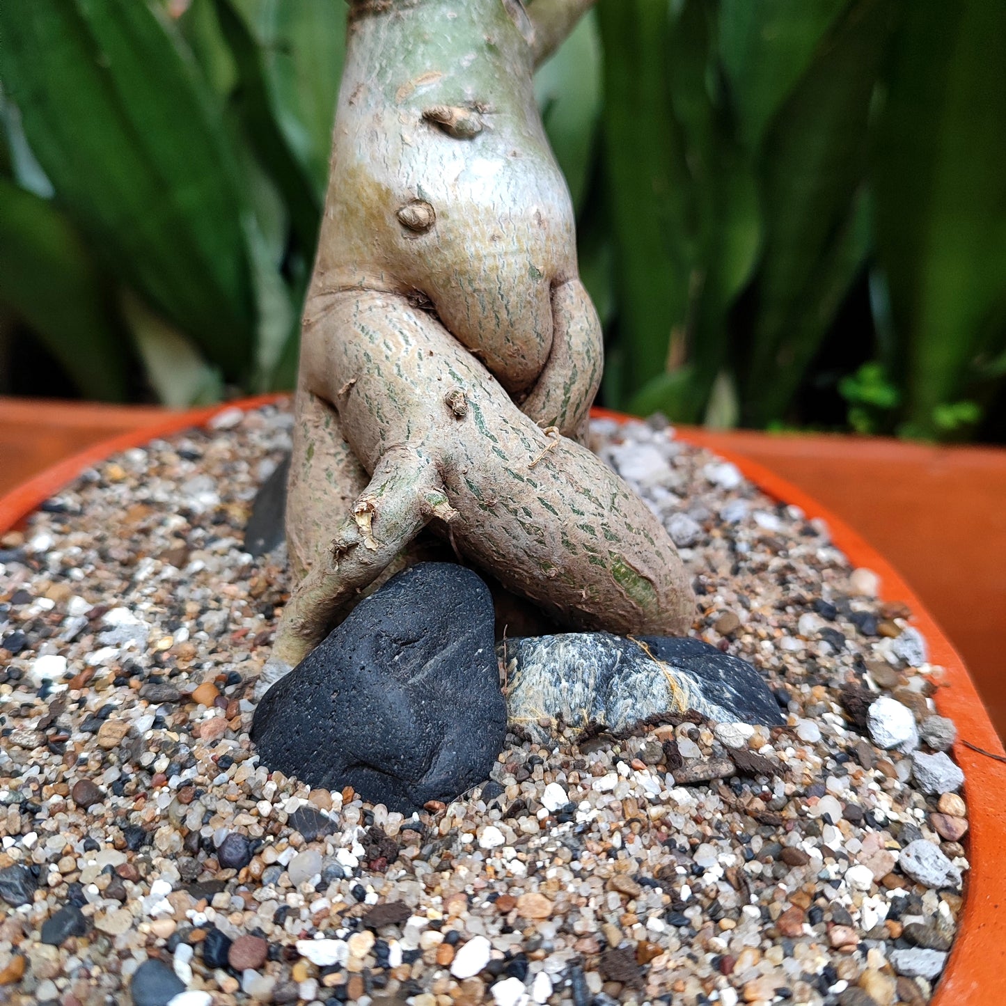 Rosa del Desierto (Adenium obesum) bonsái #1 en matera de barro