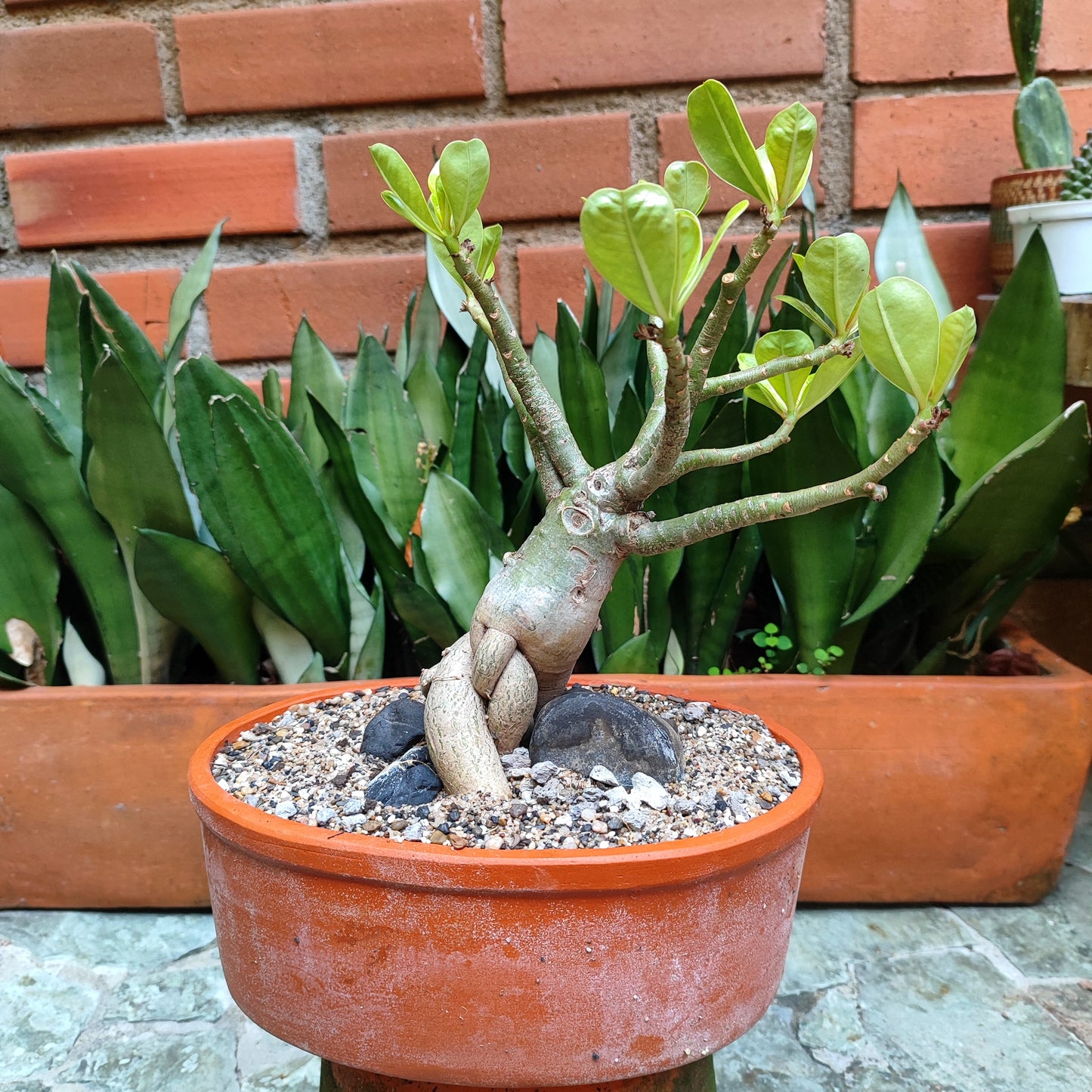Rosa del Desierto (Adenium obesum) bonsái #1 en matera de barro