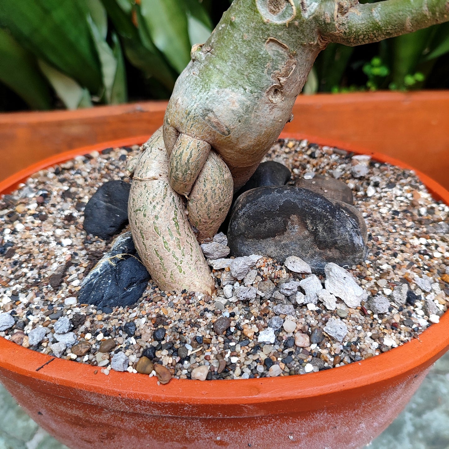 Rosa del Desierto (Adenium obesum) bonsái #1 en matera de barro