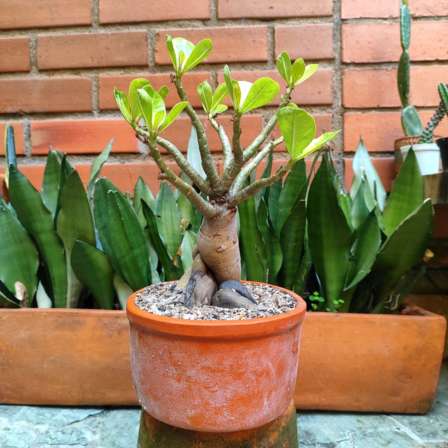 Rosa del Desierto (Adenium obesum) bonsái #1 en matera de barro