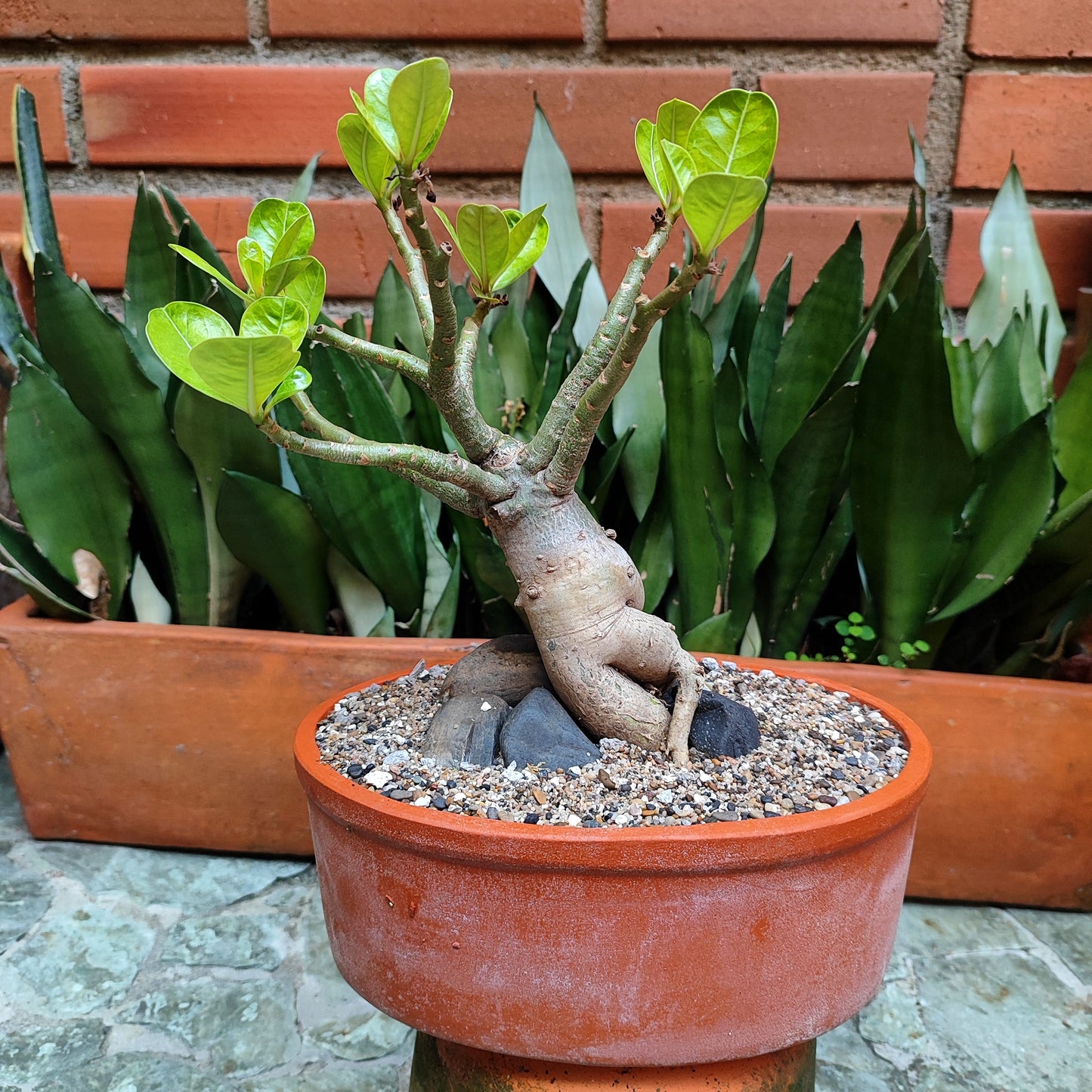 Rosa del Desierto (Adenium obesum) bonsái #1 en matera de barro
