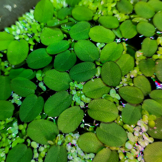 Salvinia