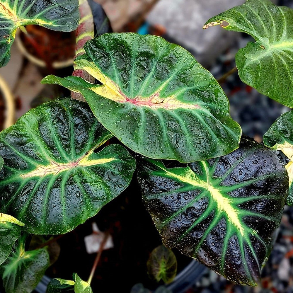 Colocasia Tossakan