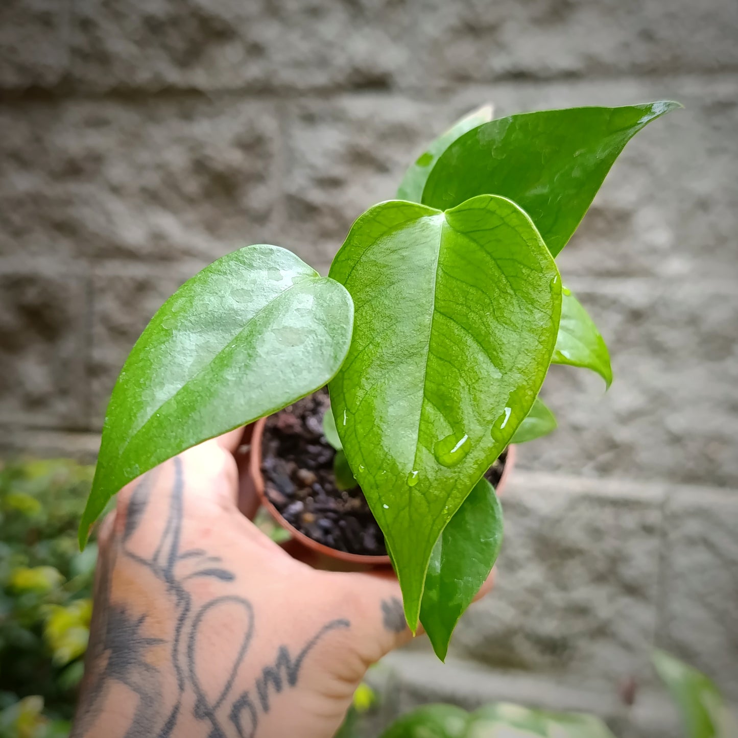 Anturio Veitchii (Rey) wide