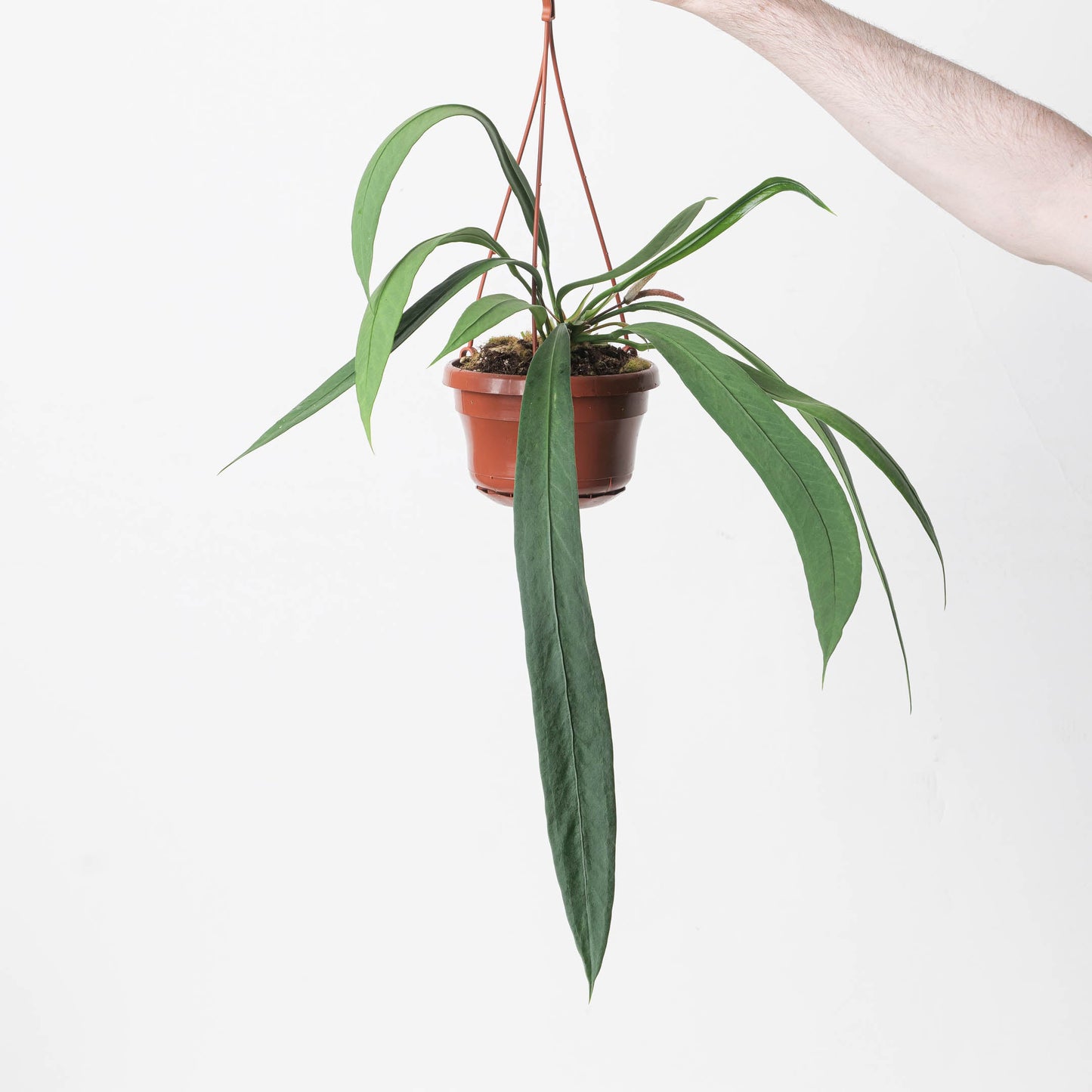 Anturio Vittarifolium