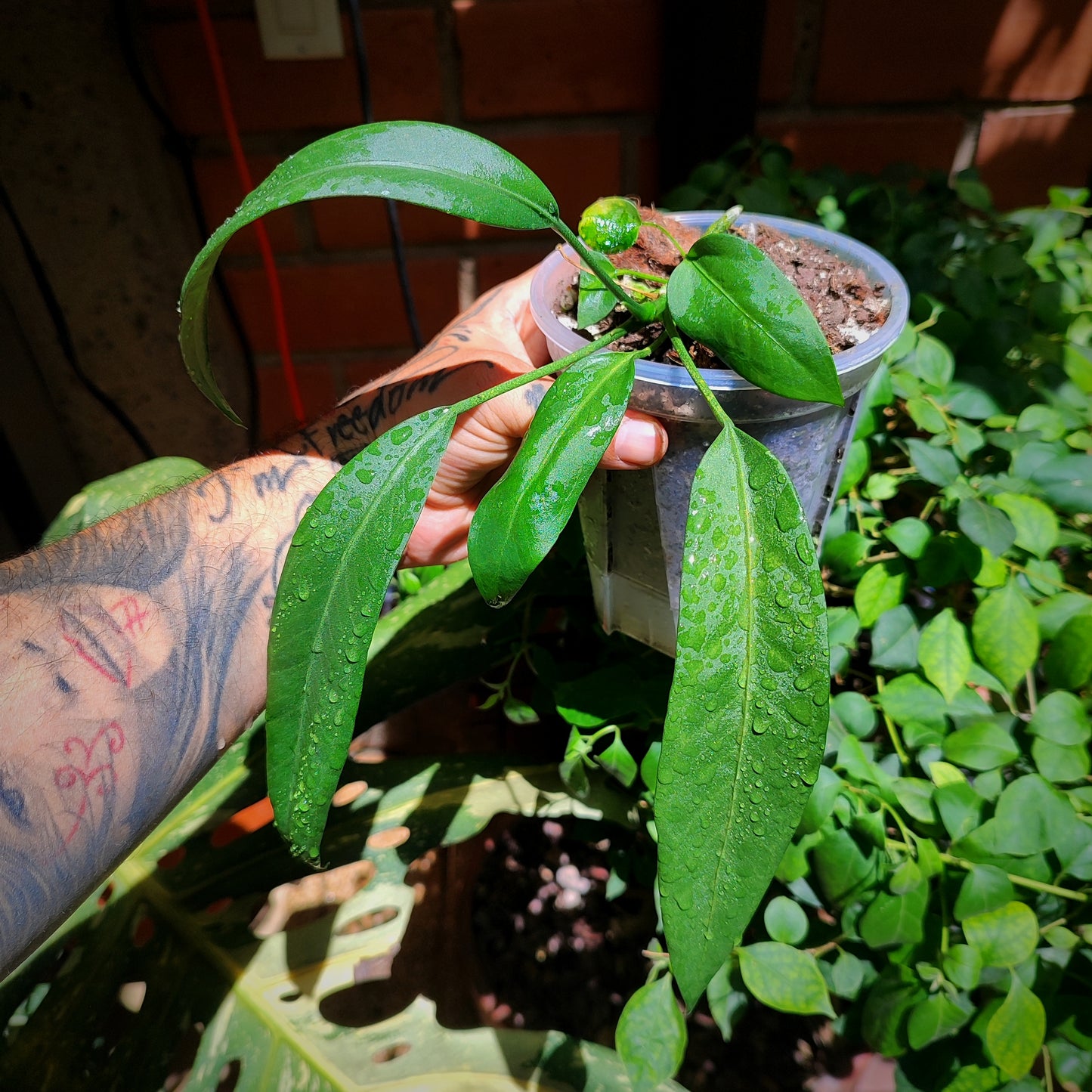 Anturio Vittarifolium