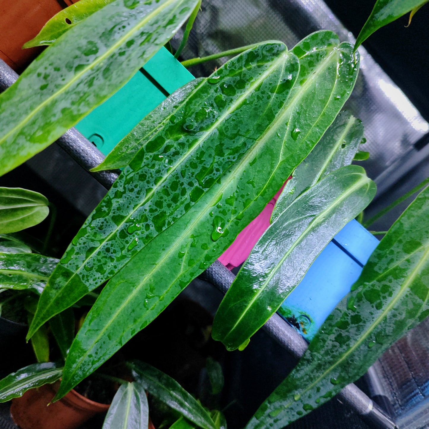Anturio Warocqueanum (Reina)